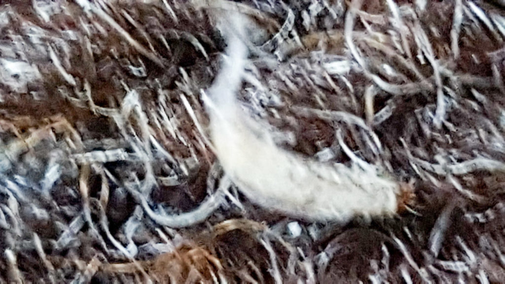 Kleidermotten-erkennen-1