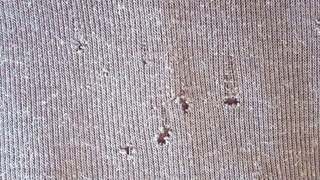 Kleidermotten-erkennen-10