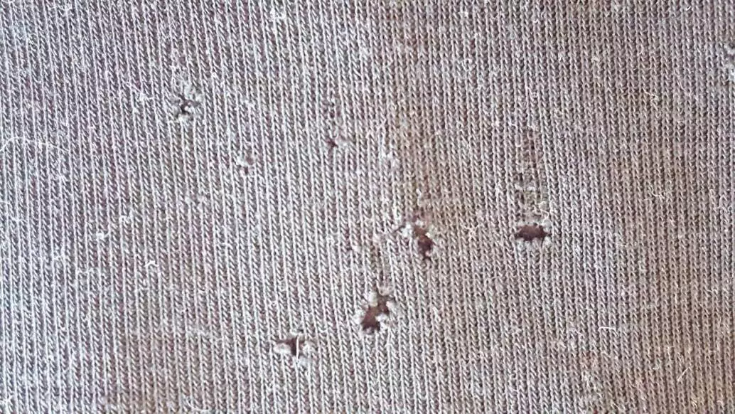 Kleidermotten-erkennen-10