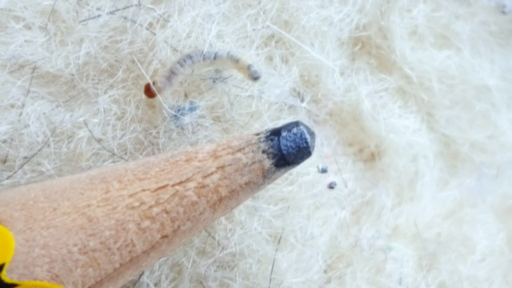 Kleidermotten-erkennen-2