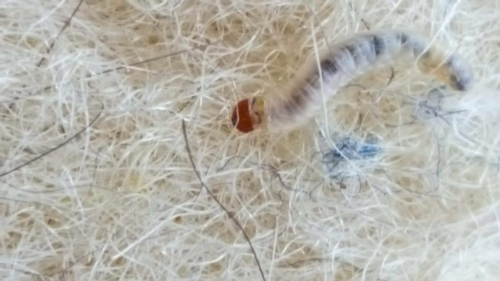 Mottenpapier hilft bei Kleidermotten