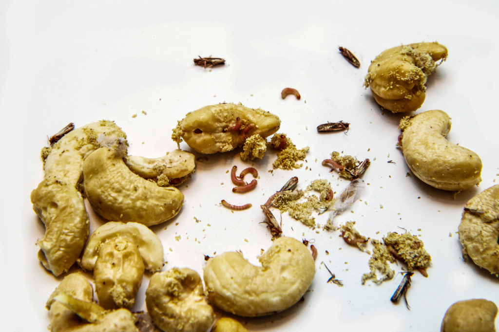 Hausmittel gegen Lebensmittelmotten - Hier haben Lebensmittelmotten ein paar Cashewkerne befallen.